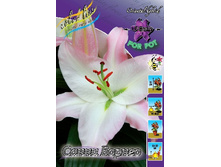 30,09���. �����  ����� ������ (�������� ���� �� 10 ��., ����������� ����� 1��.).jpg