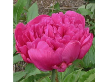 124,5���. ���� Victoire de La Marne ( �������� ���� �� 12 ��.. ����������� ����� 12 ��.).jpg