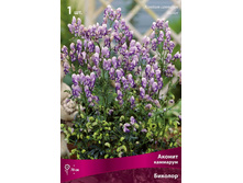 ������ �������� �������.jpg