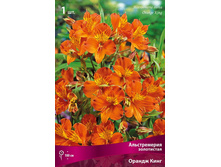 ������������ ���������� ������ ����.jpg