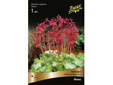 ������� �������-������� ����.jpg