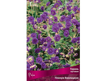 ������ ������� ������ ���������.jpg