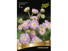 ������ ������� ������ �����.jpg