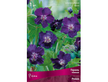 ������ ԣ���� �����.jpg