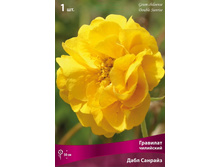 �������� ��������� ���� �������.jpg