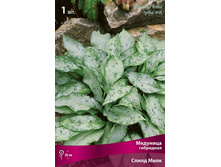 �������� ��������� ����� ����.jpg