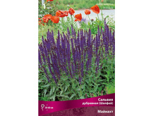 ������� ���������(������) �������.jpg