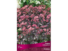 ����� ��������� �������.jpg