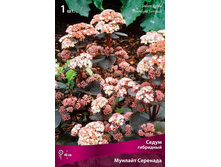 ����� ��������� ������� ��������.jpg