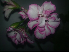 ������������ ����������  Harlequin Picotee