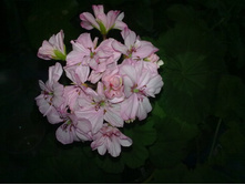 ��������� ���������� Occold Lagoon