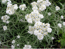 �������� (������� �����) 60 ���.jpg