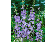 ����������� �������������  ������� 70 ���.jpg