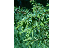 ������������ \"�����������\"