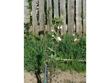 ������������� �������