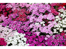 �������� ��������, ����� ���� 100 ���.� ������� 5 ��