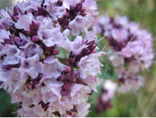 ������ 70 ���.jpg