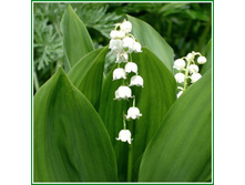 ������ ������� 60���.jpg