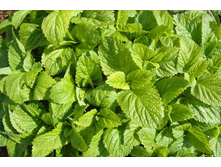 ���� �������� ���� 80 ���.jpg