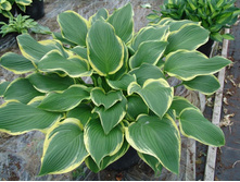 ����� ���� ����� 80 ���, �����  3�� �� 160���