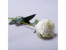 ���� ����� 71 �� 482195 85�.jpg