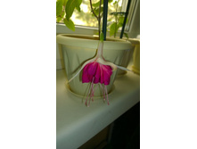 ������ Ghislaine