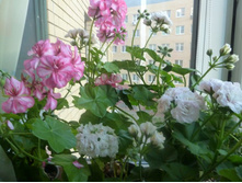 Harlequin Miss Liver Bird � Ice Rose