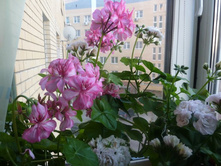 Harlequin Miss Liver Bird � Ice Rose