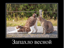 9118185_myauu-vesnoj-zapahlo-.jpg