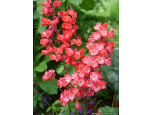 ������� ���� ������ 100 ���.