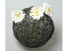 ���� SERAX 7208822     1700 �.jpg