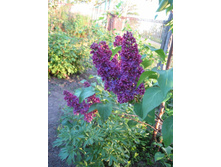 ������� ������