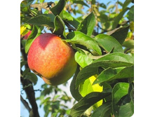 �����������- 2 �� �� 250�