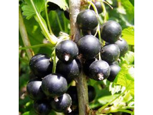 ��������� ������� -2 �� �� 70�