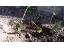 ���� ��������� �������