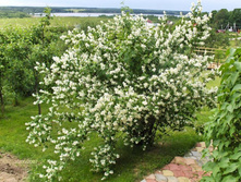 ������(��������) ������������, ���� 80��� ��������� � 120 �������