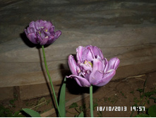 10 ���. �������