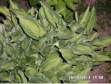 100 ���. �������