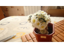 ���������� Carmenae