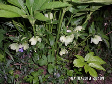 ������� 100 ���.