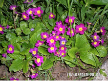 ������� 30 ���.