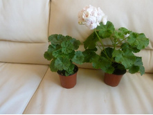 ������� � PAC Viva Madeleine