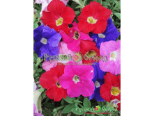 ������ �� ����� ������� �������������� ������ F1 (15 ��)_10,97 ���