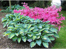 PoM_Azalea-Hosta.jpg