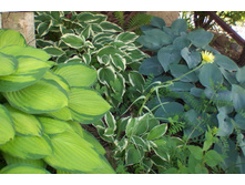 Hosta12.jpg