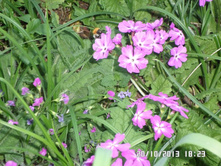 ������� 40 ���.