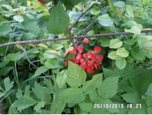 �������� ���� 100 ���.