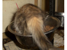 ����� ��� �� �������� ����� ������� �� ���