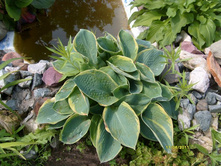 ������� ������� (?)