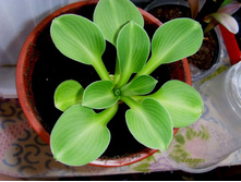 ������ ��� �����.JPG